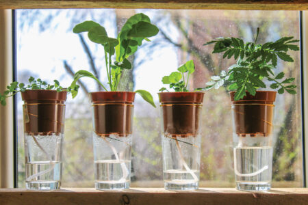 Wick watering. Plants in pots on glasses stand on a shelf on a w